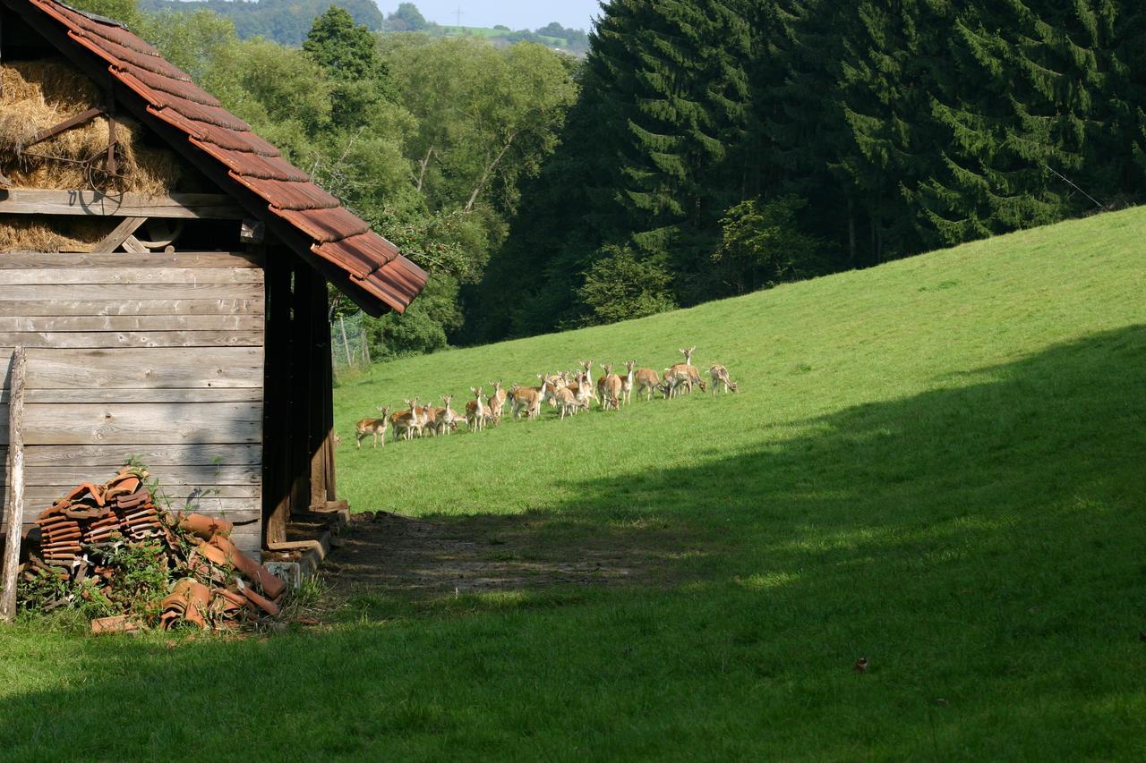 Inn Landgasthof "Zur Gemutlichkeit" Mombris Buitenkant foto